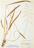 藏品(栗草)的圖片